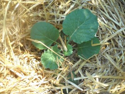 Mulch: Multitude of Benefits Image